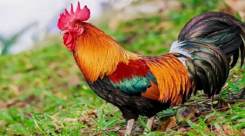 Màu Mạng Gà Đá : Bí Kíp Chọn Gà Bách Chiến Bách Thắng 2 Phân Loại Các Màu Mạng Gà Đá Phổ Biến