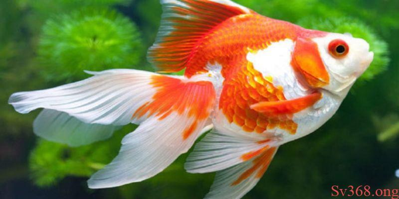 Mơ Thấy Cá Vàng - Cùng SV368 Giải Đáp Các Giấc Chiêm Bao 8 Ý nghĩa của con cá vàng trong đời sống