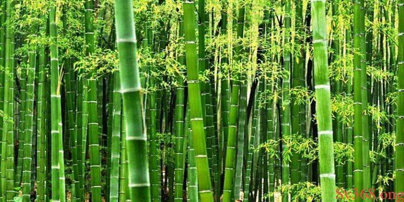 Mơ Thấy Cây Tre Tốt Hay Xấu? Bật Mí Con Số May Mắn Ở Sv368 4 Ngủ mơ thấy cây tre xuất hiện cả bụi