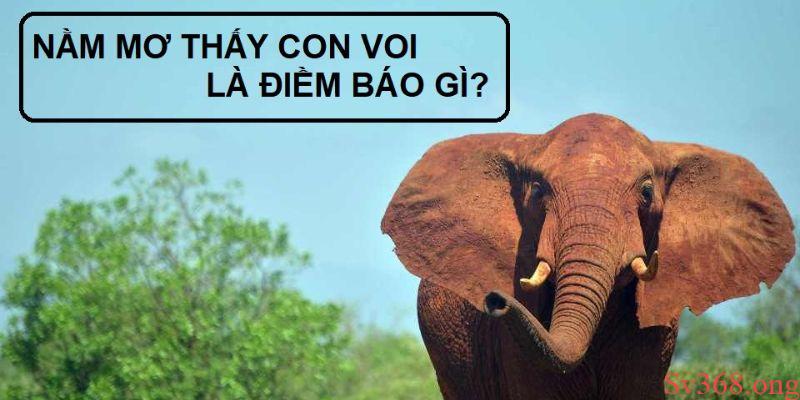 Mơ Thấy Con Voi Đánh Con Gì? Ý Nghĩa Và Con Số May Mắn 7 Ý nghĩa khi mơ thấy con voi đánh con gì